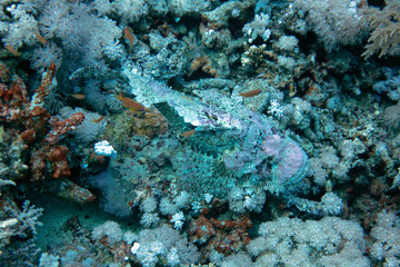 diving red sea