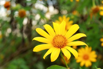 yellow flowers in the garden
