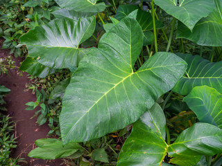 green leaf of anthurium growing in the natural environment