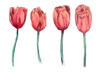 Tulipany ręcznie rysowane ilustracji. kwiaty na białym tle - 299143314