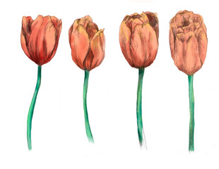 Tulipany ręcznie rysowane ilustracji. kwiaty na białym tle - 299143342