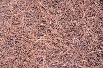 Grass dry texture brown color,abstract and background