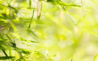 Bamboo Leaves and blurred background ,copy space