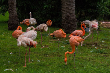 zebras grazing on sandy surface in reserve