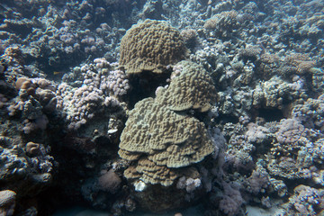 diving red sea