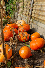 shinny pumpkins and squash (Red kuri squash) growing in a a garden greenhouse in the soil 