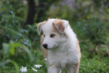 Blue-eyed red puppy in the thickets of green grass, Yakut Laika