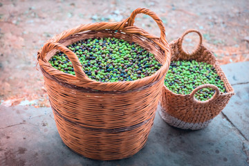Fototapeta na wymiar Two Rural wicker big and small baskets with fresh olives standing on ground. The season of olives. Harvest