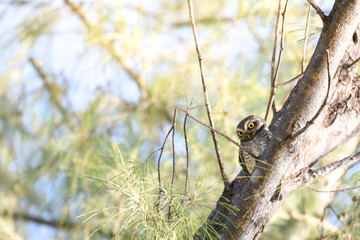 Cute spotted owlet on branch of tree.
