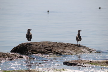 A pair of cute seagulls sitting close to each other on a stone. Gulls close-up with a gorgeous ocean in the background.