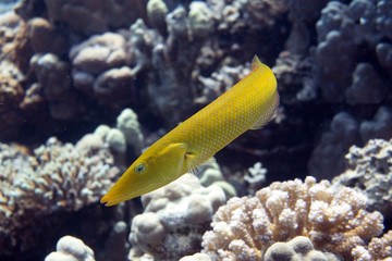 diving red sea