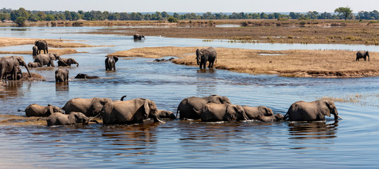African Elephants - Botswana - Africa