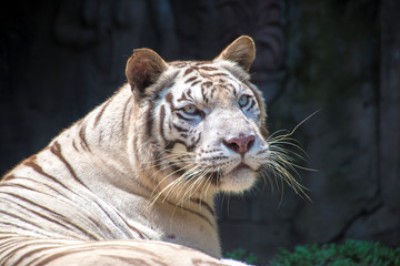 White Bengal tiger (Panthera tigris tigris)