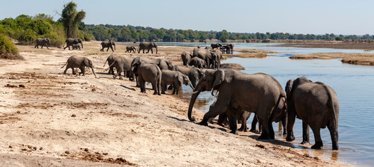 African Elephants - Botswana - Africa