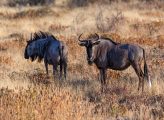 Obraz na płótnie Canvas Blue Wildebeest - Etosha National Park - Namibia