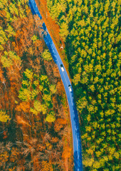 Aerial top view two forest halves are shared by the road. Road Between Half yellow and Half Green Woodland. The road between green coniferous and yellow mixed deciduous forest. Brochure cover.