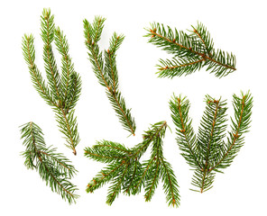 Set of Christmas tree branches on a white. The view of the top.