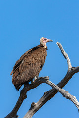 Lappetfaced Vulture - Botswana - Africa