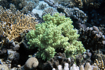 diving red sea