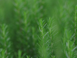 rosemary herb leafe and plant on plantation green background 