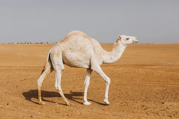 Schilderijen op glas Beautiful white camel dromedary walking in the desert. © daviles