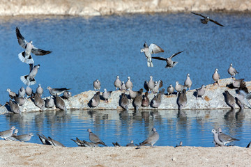 Cape Turtle Doves - Namibia - Africa