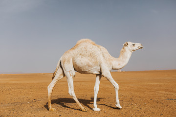 Beautiful white camel dromedary walking in the desert.