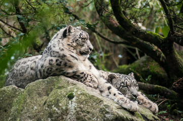 portrait of white panthers lying on the rock