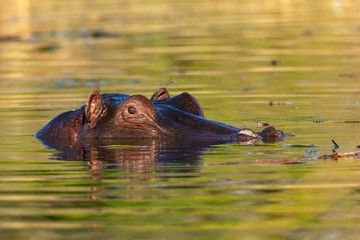 Fototapeta premium Hippopotamus - Botswana - Africa