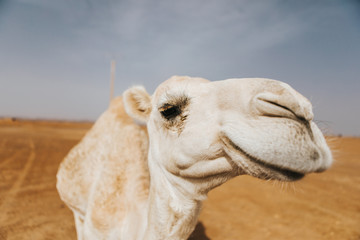 Beautiful white camel dromedary in the desert. Close up view of the head.