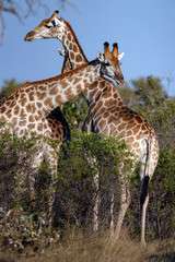 Giraffe in the Savuti region of Botswana