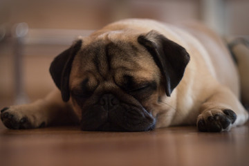 Close-up face of cute dog pug and bored face sleep on the floor