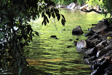 Beautiful water landscape with rocky shore and hanging branches of wood