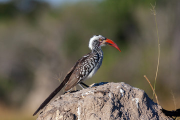 Redbilled Hornbill - Botswana - Africa