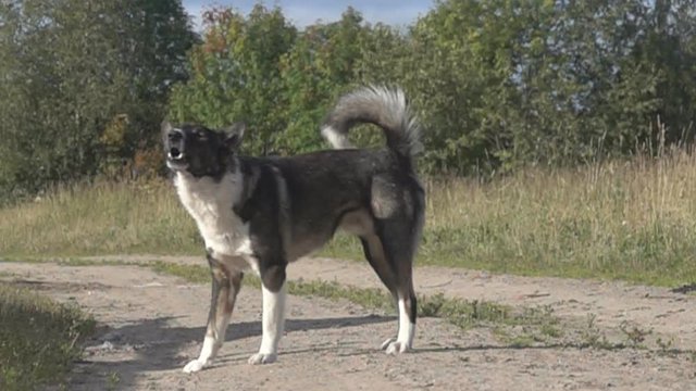 Dogs in Russian North have exterior of different breeds of laika (huskies). Super slow motion 1000 fps