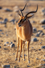  Black Faced Impala - Namibia - Africa