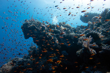 Fototapeta na wymiar diving red sea