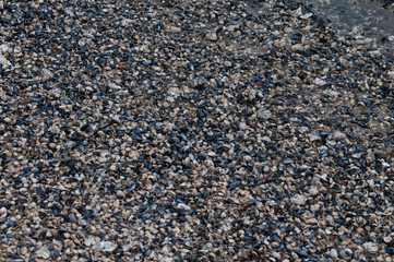 Muscheln am Strand