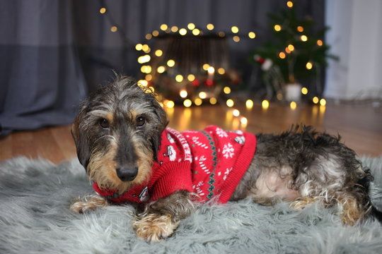 Christmas dachshund in cute swether