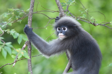 Dusky Langur iin the forest
