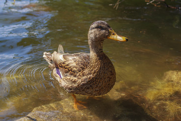 Funny dack standing in the water with purple wing.