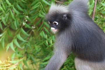 Side view of dusky Langur.