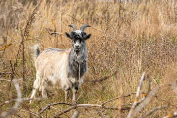 Funny escaped goat