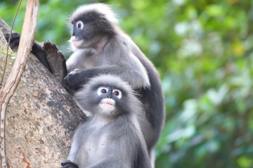 Two dusky Langur on branch of tree.