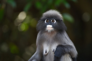 Portrait of dusky Langur.