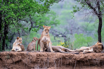 Naklejka na ściany i meble Lion family resting on the dry riverbank of the Mkuze river in Zimanga Game Reserve in Kwa Zulu Natal in South Africa