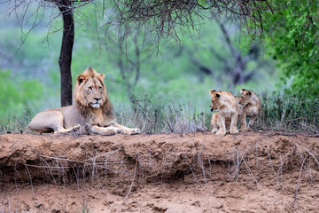 Lion family resting on the dry riverbank of the Mkuze river in Zimanga Game Reserve in Kwa Zulu Natal in South Africa