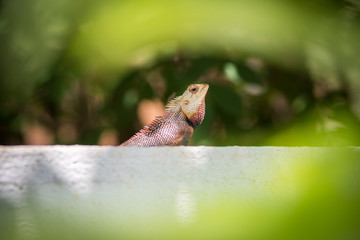 Iguana