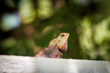 Iguana