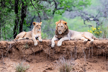 Lion family resting on the dry riverbank of the Mkuze river in Zimanga Game Reserve in Kwa Zulu Natal in South Africa